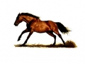 Horse Portrait 8