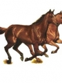 Horse Portrait 9