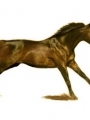 Horse Portrait 10