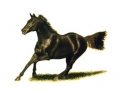 Horse Portrait 11