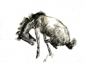 Horse at Play - Drawing