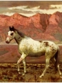 Horse Portrait 12
