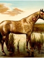 Horse Portrait 13