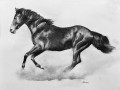 Horse   1 18 x 14 lfcl